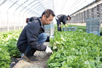 収穫作業を行う原達夫さん（大橋町）