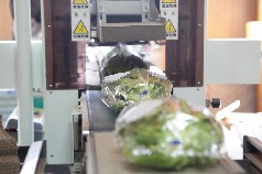 下葉を調整後に専用機械で袋詰め