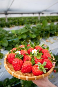 ＪＡくるめ久留米いちご部会のイチゴ