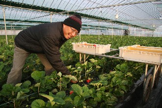 収穫作業を行う部会長の川島俊信さん（荒木町）