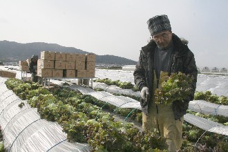 収穫作業を行う部会長の野村勝浩さん（太郎原町）