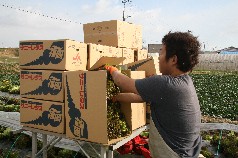 収穫してその場で箱詰め