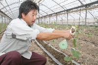 夏秋キュウリ「極光」の誘引作業に励む剛毅さん