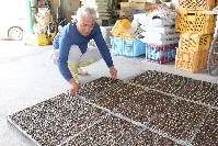 冬の時期の収穫に向けた野菜の苗作り
