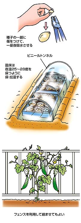 夏ばて防止に効くニガウリ