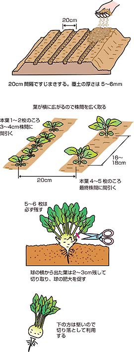 茎が球形に膨らむコールラビー