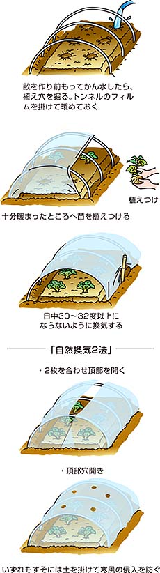 果菜類のトンネル栽培のポイント